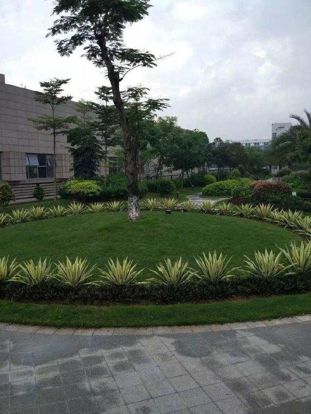 奇异果体育绿化工程-龙岗国宝造币厂绿化养护项目